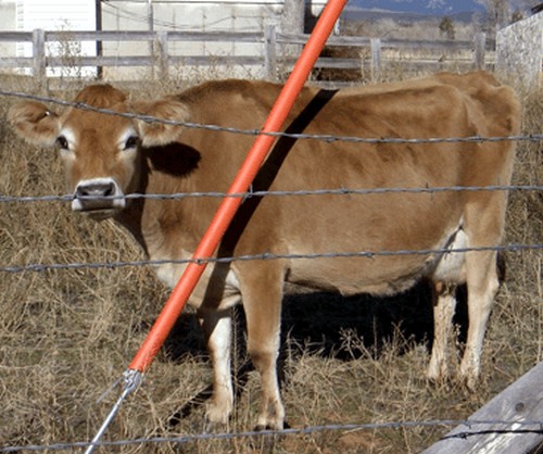 A Jersey cow in a fenced paddock