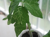 Leaf Miner