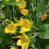 lysimachia numolaria which is yellow creeping loosestrife.