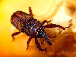 Maize Weevil