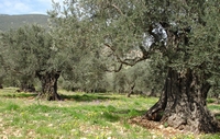 The olive grove