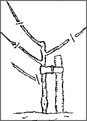 Image showing where to pruning a fruit tree in year 2