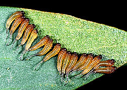 Sawfly Larvae