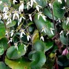 saxifraga stolonifera - creeping saxifrage.