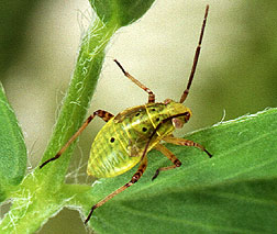 Tarnished Plant Bug