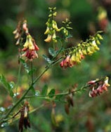 Astragalus