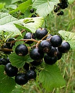 A-Z of Medicinal Herbs and How to Use Them Blackcurrants