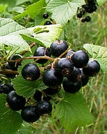 blackcurrants