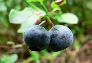 Blueberry preserve
