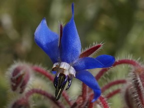 Borage a herb great for bees.
