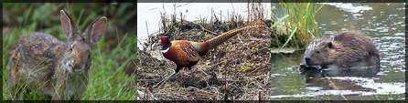 UK Wildlife and Farm Life