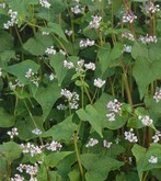 buckwheat