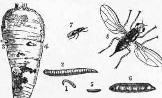 Growing cycle of the carrot rust fly.