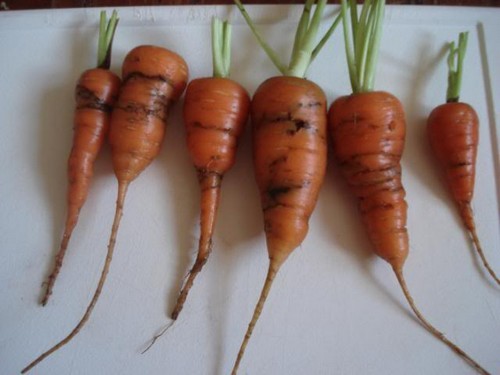 6 carrots affected with carrot fly