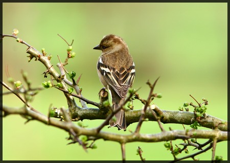 a female chaffinch sitting on a branch