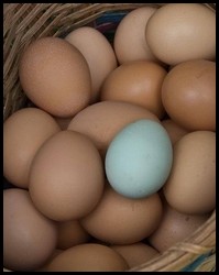 chicken eggs