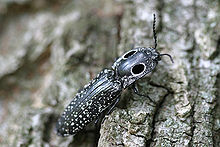 click beetle