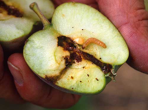 Codling Moth Caterpillar