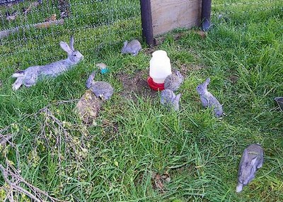 a colony of rabbits resting in the grassed rabbit pen