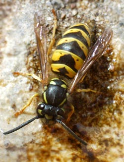 garden pests wasp