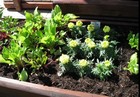 Compantion Planting thumbnail