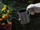 A watering can for indoor and container gardening