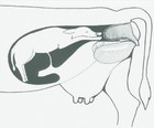 Cow calving thumbnail