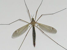 crane fly public domain