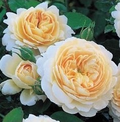 Crocus a pale apricot David Austin rose