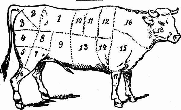 cuts of meat - beef butchering