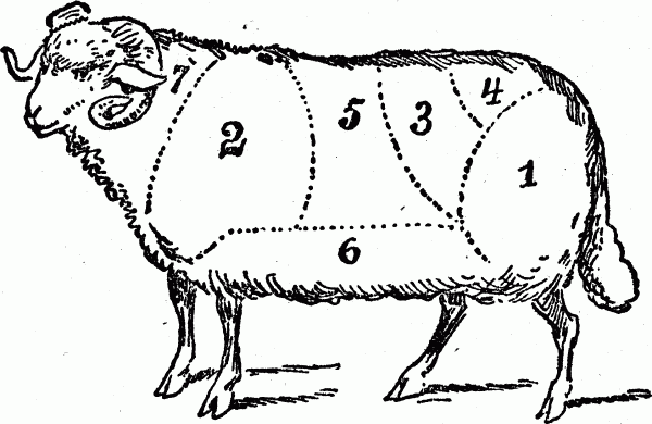 cuts of meat - mutton butchering