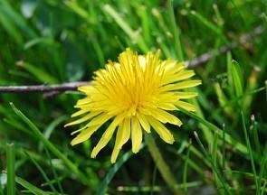 a close up of a single dandelion flower