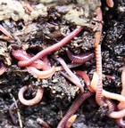 earthworms thumbnail