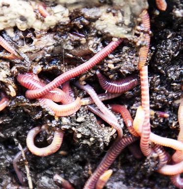 Earthworms