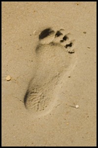 ecological footprint