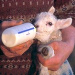 Raising Lambs