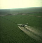 food safety and pesticides