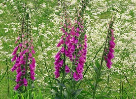 Foxglove