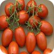 garden seeds and equipment online