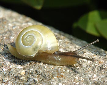 garden pests snail