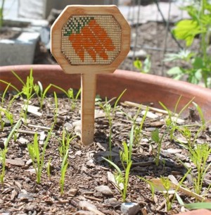 carrot seedlings growing in containers