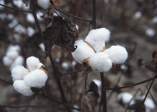 Growing Cotton
