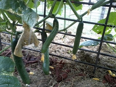 Growing cucumbers vertically against a wire frame.