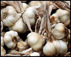 growing garlic successfully