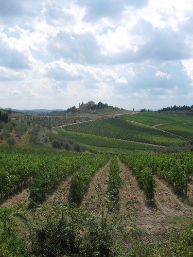 Growing grapes in Italy with a hill top tow in the distance.