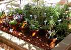 Growing herbs thumbnail