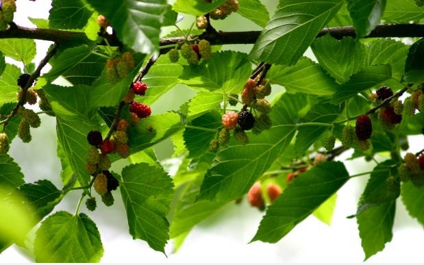 Mulberry Trees: How to Grow, Prune and Make Mulberry Wine