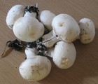 Growing mushrooms thumbnail