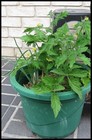 Growing vegetables in containers