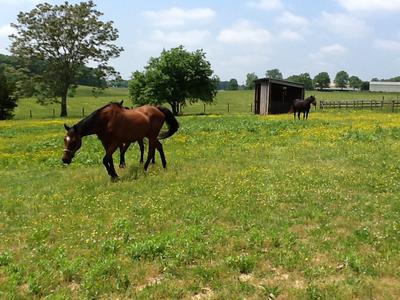 west paddock - your horse and trained dog welcome